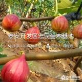 波姬紅無花果樹苗哪里有賣的、波姬紅無花果樹苗價格多少錢