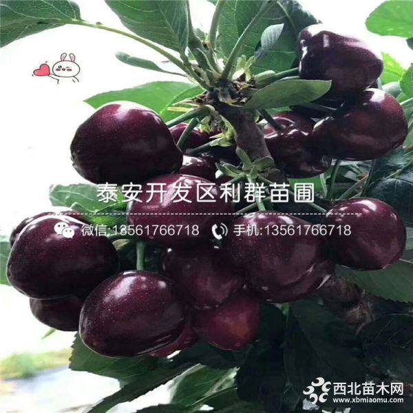 黑珍珠樱桃树苗