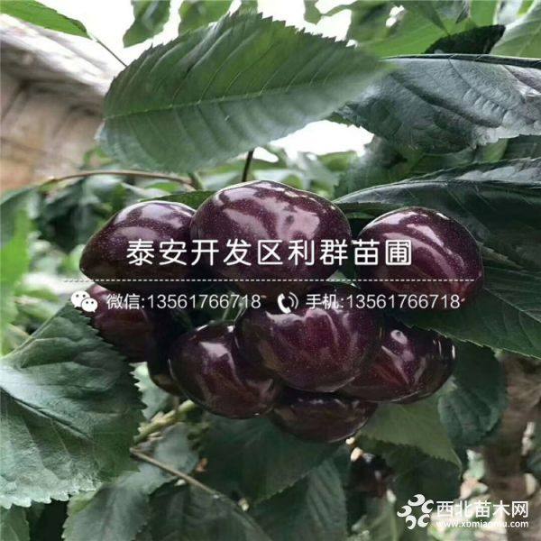 黑珍珠樱桃树苗