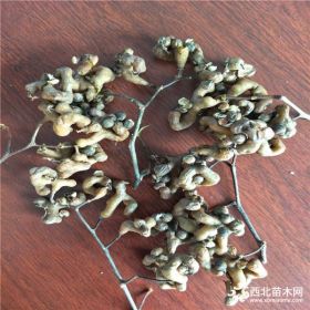 拐枣树苗价格多少钱一棵 今年拐枣树苗基地在哪里量大优惠