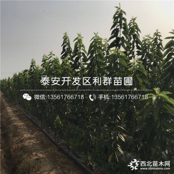 4公分樱桃树苗