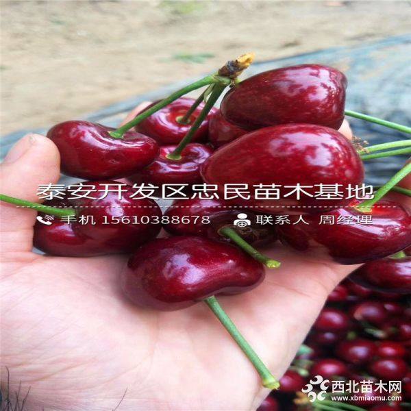 美早櫻桃樹苗