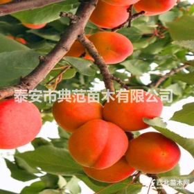 晚紅杏樹苗 晚紅杏樹苗價(jià)格 去哪里買晚紅杏樹苗