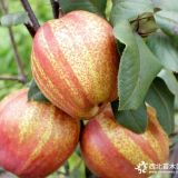 3公分紅梨樹(shù)苗價(jià)格