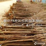 3公分櫻桃樹苗、新品種3公分櫻桃樹苗、3公分美早櫻桃樹苗基地