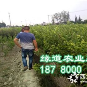 1公分青脆李苗，青脆李子苗价格