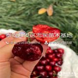 紅燈大櫻桃樹苗、紅燈櫻桃苗哪里有、紅燈櫻桃苗價(jià)格