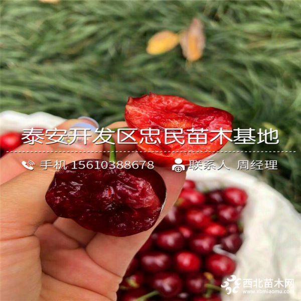 紅燈櫻桃樹苗