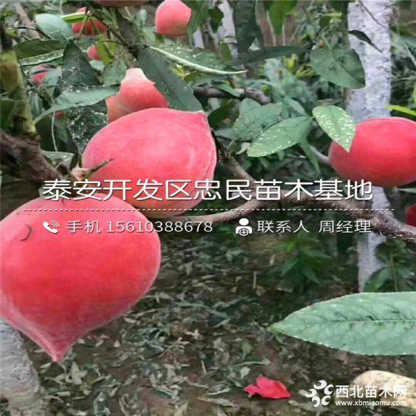 桃树苗