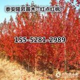 美國(guó)紅楓價(jià)格_2公分、3公分、5公分紅點(diǎn)紅楓