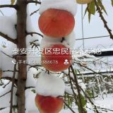 新品种雪桃树苗、雪桃树苗哪里有、雪桃树苗多少钱