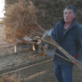 大量供应2cm樱桃树山东烟台苗圃现挖