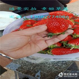 草莓苗厂家  甜查理草莓苗价格 草莓苗多少钱一斤