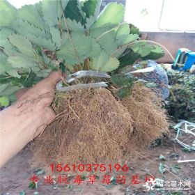 草莓苗基地 脱毒草莓苗价格 草莓苗多少钱一斤