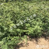 50到1米高紅花椒苗直銷價(jià)格 紅花椒苗山東泰安基地