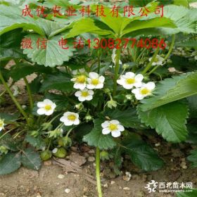 山东草莓苗基地 哪里有草莓苗栽子 草莓苗哪里便宜