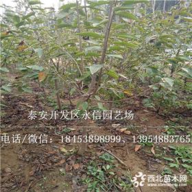 樱桃树苗多少钱一棵、樱桃树苗种植技术