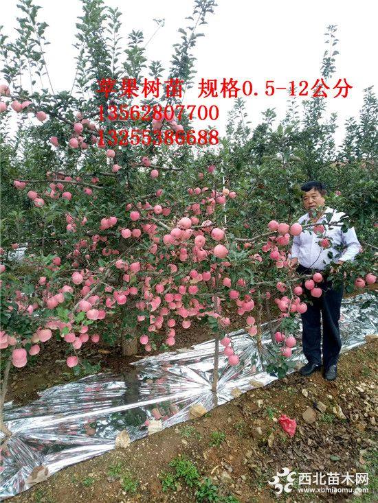 4公分苹果树