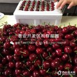 紅燈櫻桃樹苗、紅燈櫻桃樹苗多少錢一棵、紅燈櫻桃樹苗價格