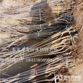 樱桃苗基地价格、樱桃苗品种介绍