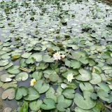 水生植物睡蓮 福建漳州水生植物 睡蓮批發(fā)