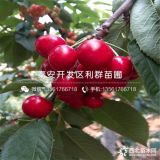 紅燈櫻桃苗價格、2018年紅燈櫻桃苗價格