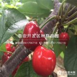 哪里有紅燈櫻桃苗賣、紅燈櫻桃苗價(jià)格是多少