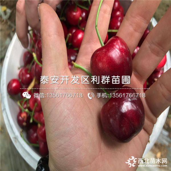 山东樱桃树苗