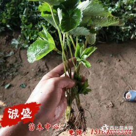 土特拉草莓苗种植与销售 土特拉草莓苗商品价格