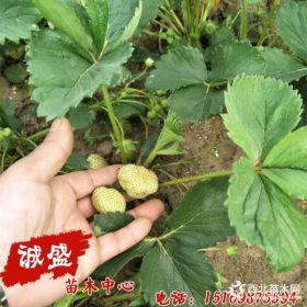 幸香草莓苗什么时间种好 幸香草莓苗品种