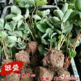 白雪小町草莓苗價格 白雪小町草莓苗產(chǎn)品介紹