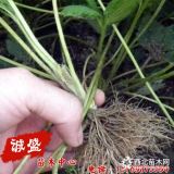 照香草莓苗脫毒價(jià)格 照香草莓苗趨勢(shì)