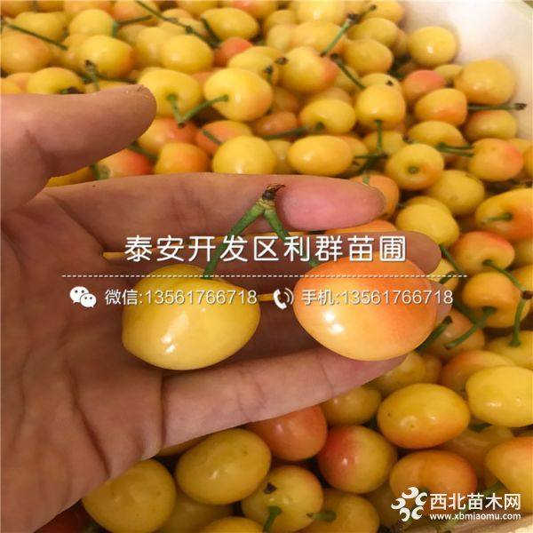 黄蜜樱桃树苗