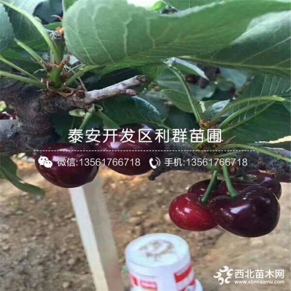 貴州黑珍珠櫻桃苗