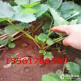 18公分章姬草莓苗價(jià)格多少錢 章姬草莓苗種植技術(shù)與報(bào)價(jià)