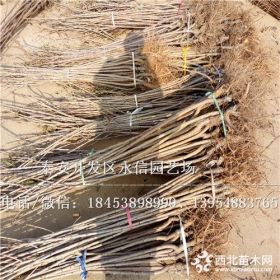 矮化樱桃苗基地批发、矮化樱桃苗出售