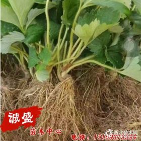 白雪公主草莓苗价格趋势 白雪公主草莓苗种植方法