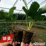 麗紅草莓苗一年結(jié)幾次果？麗紅草莓苗價(jià)格查詢