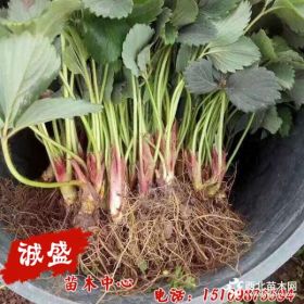 派克草莓苗种植与销售 派克草莓苗价格比较