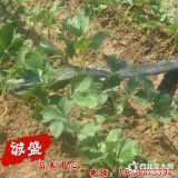 雪兔草莓苗2018價(jià)格查詢 雪兔草莓苗種植方法