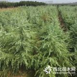 山東淄博籽播雪松2米價格是多少