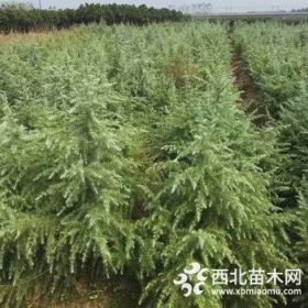 山东淄博籽播雪松2米价格是多少