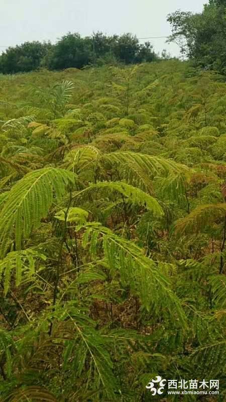 一年生合欢小苗