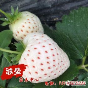 白雪姬草莓苗供应报价 白雪姬草莓苗种植销售