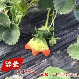 中莓2号草莓苗商品价格比较 中莓2号草莓苗批发价