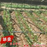 梦香草莓苗产品介绍 梦香草莓苗价格查询