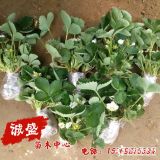 天賜草莓苗產品介紹價格查詢 天賜草莓苗基地批發