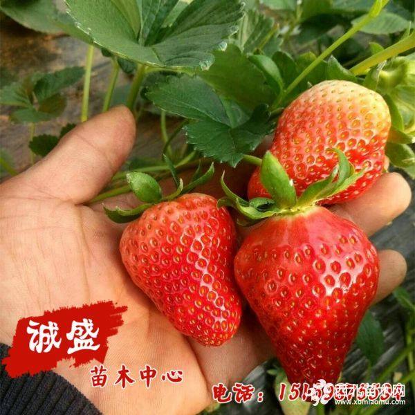 菠蘿香草莓苗