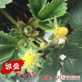 巧克力草莓苗出售时间 巧克力草莓苗价格报价