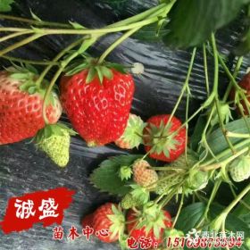 拉松六号草莓苗种植销售价格 拉松六号草莓苗原苗产地